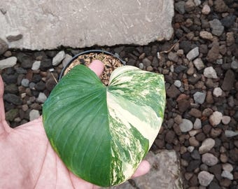 dracaena cintho care Dracaena 'Cintho'  Broad Lime-Striped Cane Dracaena