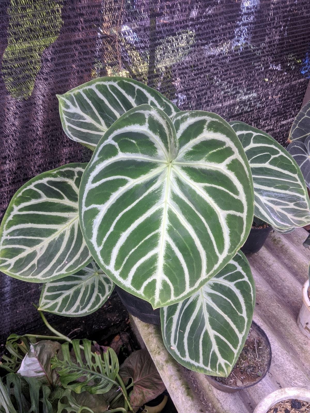 Anthurium Dorayaki Silver Tiger Large Size Very Beauty Real