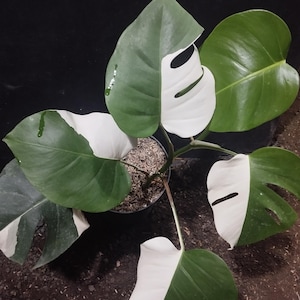 May include: A potted Monstera plant with large, split leaves. The leaves are a striking combination of green and white, creating a unique variegated pattern. The plant is set against a dark background, highlighting its vibrant colors.