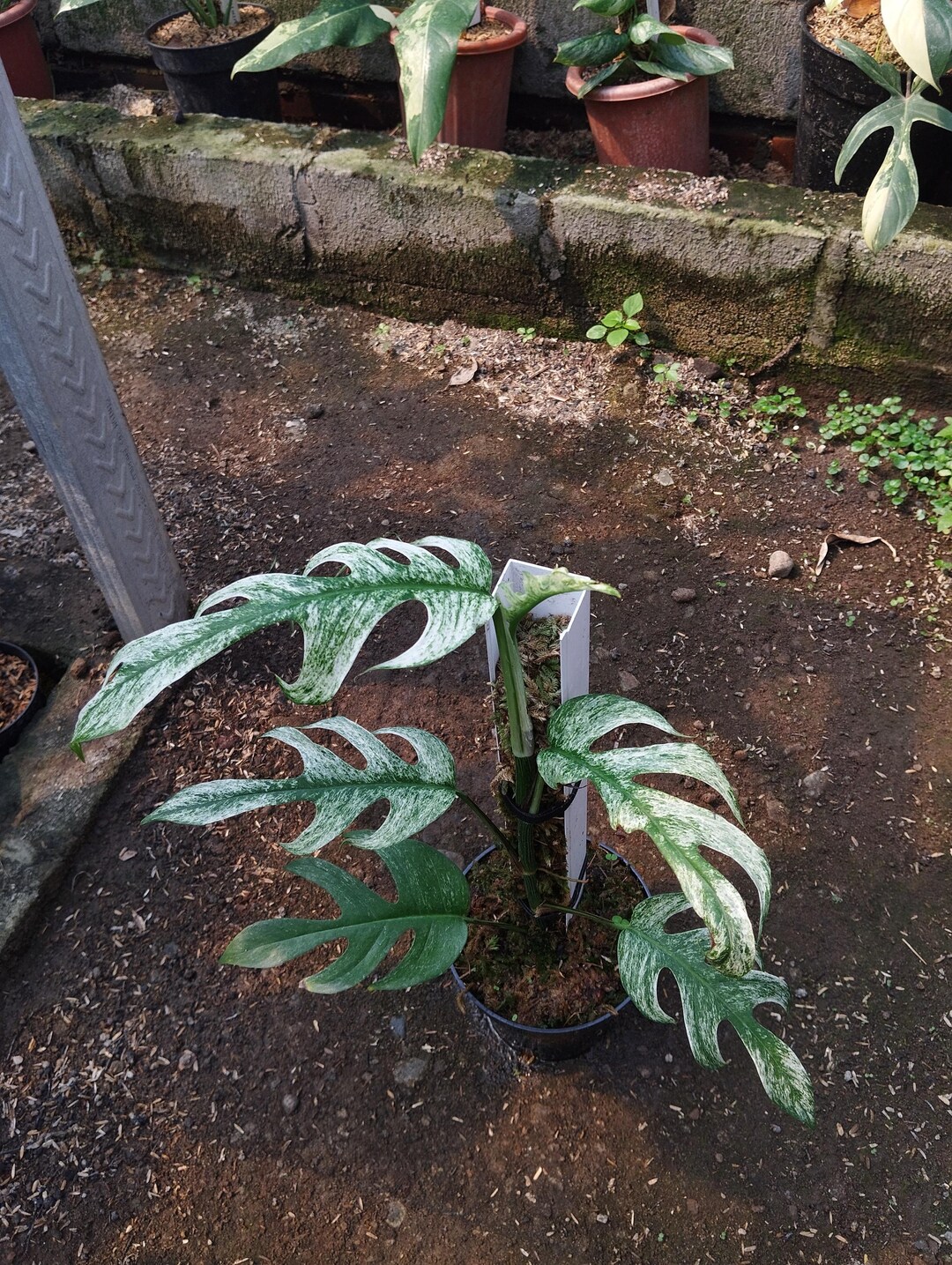 エピプレムヌムEpipremnum devil monster エピプレムヌムEpipremnum