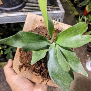 Dwarf Avocado Plant - Etsy