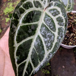 Puede incluir: Primer plano de una hoja grande, verde oscuro, con prominentes vetas blancas. La hoja tiene una textura brillante y un patr&oacute;n &uacute;nico, mostrando los intrincados detalles de la planta. La imagen resalta la belleza natural del follaje.