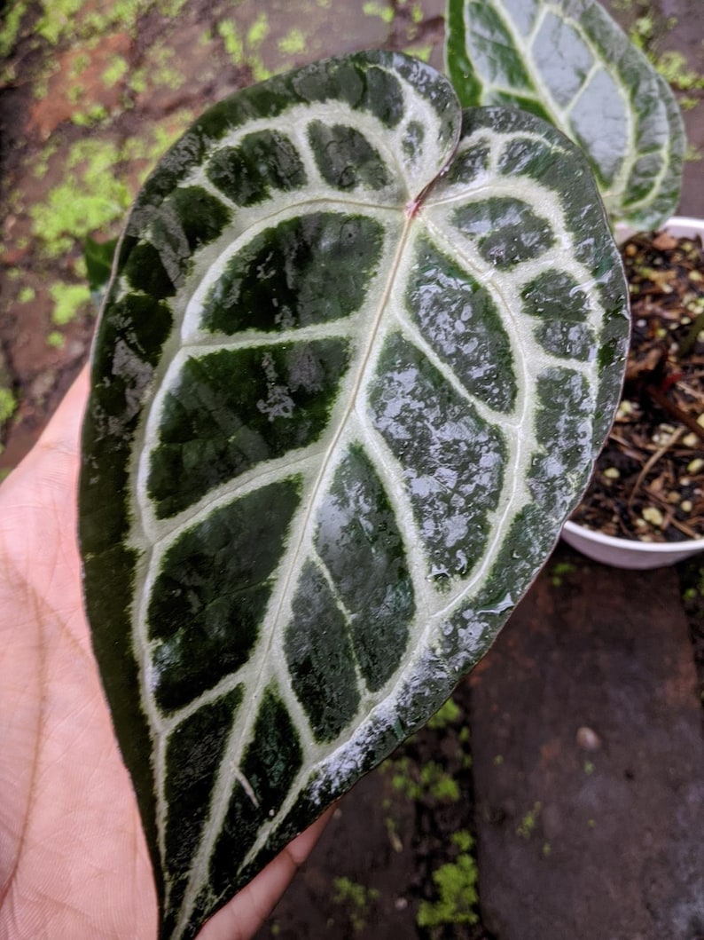 Puede incluir: Primer plano de una hoja grande, verde oscuro, con prominentes vetas blancas. La hoja tiene una textura brillante y un patr&oacute;n &uacute;nico, mostrando los intrincados detalles de la planta. La imagen resalta la belleza natural del follaje.
