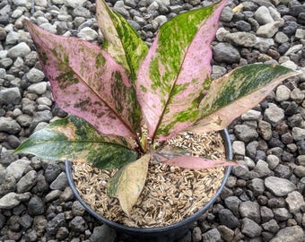 Anthurium Hookeri Diamante Rosa Abigarrado Hojas Exuberantes Muy Hermosa Imagen Real