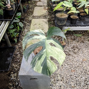 Monstera Jungle Mint Variegated One Leave Très belle