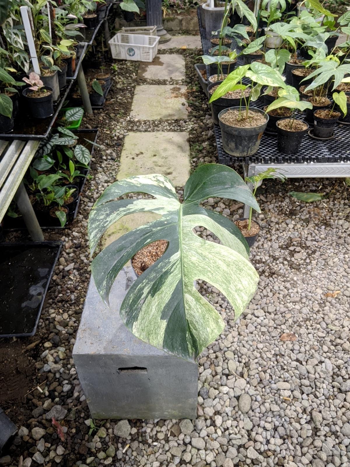 Monstera mint - Etsy 日本