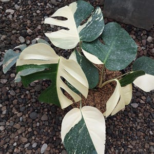 May include: A variegated Monstera plant with large, split leaves. The leaves display a striking contrast of white and dark green, with a marbled pattern. The plant is potted in a brown medium and surrounded by small, dark pebbles.