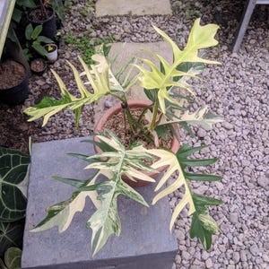 spider plant near me Spider Plant Asst Varieties