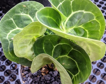 Anthurium Twister Curly Mutation Cristallinum Very Beauty Real Picture