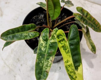 Philodendron Billietiae Dwergbonte weelderig blad Zeldzame plant Echte foto