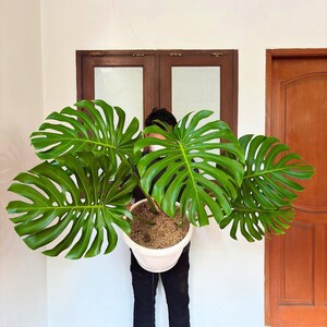 Könnte beinhalten: Eine große Monstera-Pflanze mit leuchtend grünen, geteilten Blättern wird in einem weißen Topf gehalten. Die Pflanze befindet sich vor einer braunen Tür und einer weißen Wand. Die Blätter der Pflanze sind groß und haben ein ausgeprägtes, gefenstertes Muster.