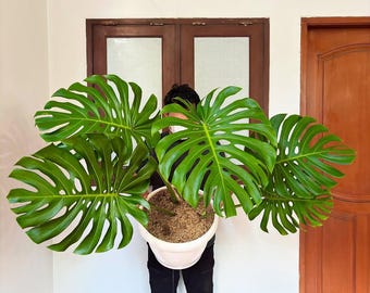Hermosa Monstera Deliciosa tamaño jumbo, muy hermosa, planta saludable para decoración del hogar y el jardín.