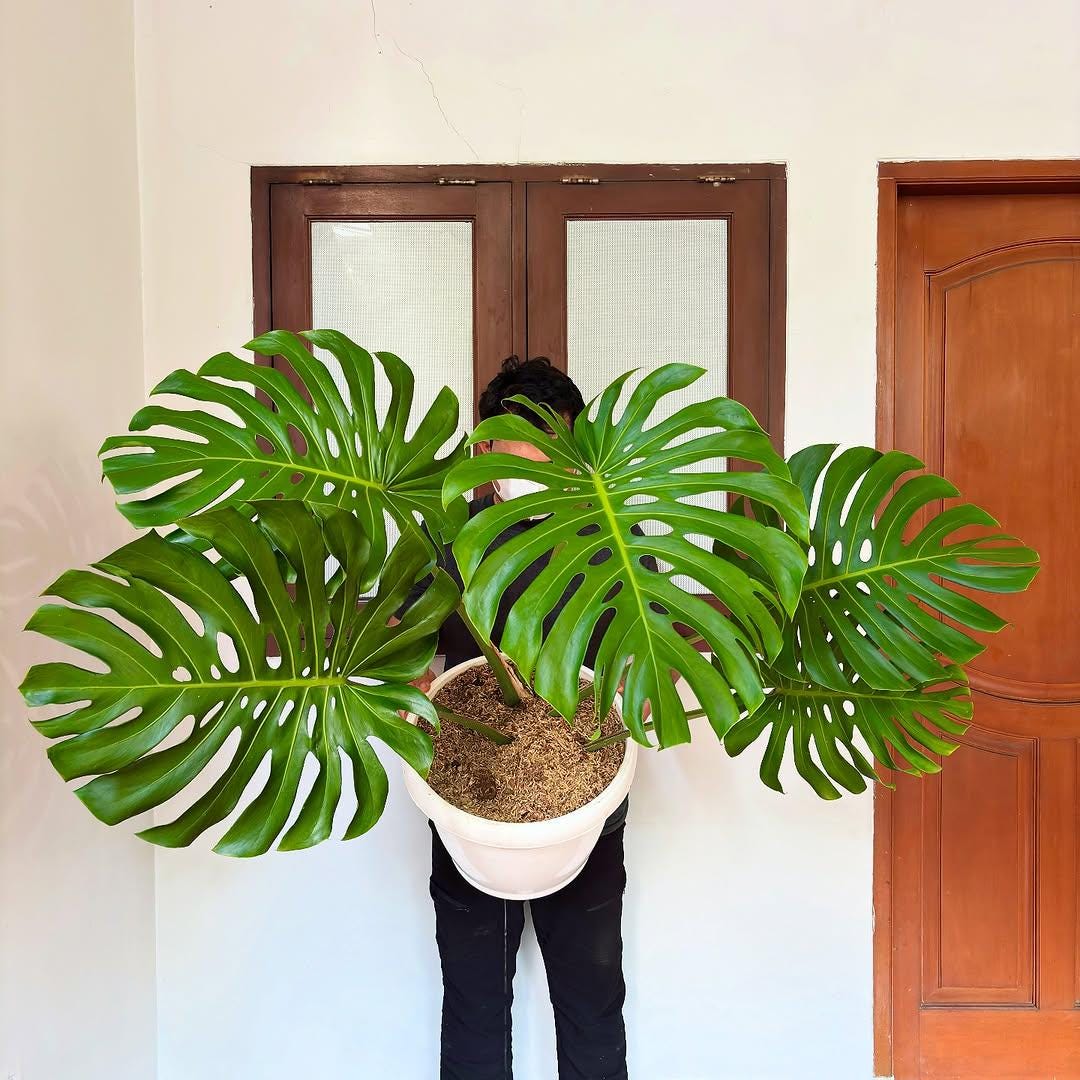 Large Form Monstera Xl - Etsy