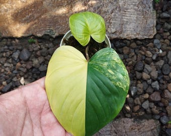 ホマロメナ ピンクダイヤモンド 斑入り (M) - Etsy 日本