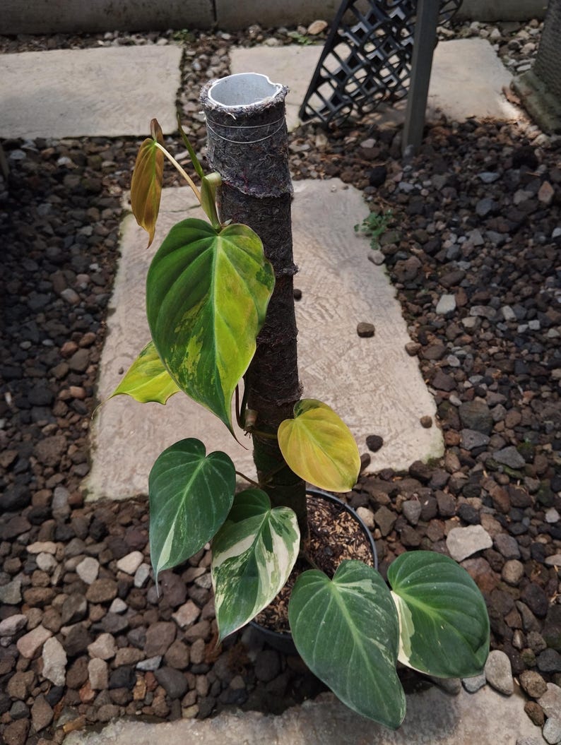 Variegated Rocks Philodendron Micans Variegated Medium Size Real Picture - Etsy