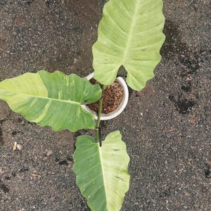 Philodendron Jungle Fiver Variegated Real Picture