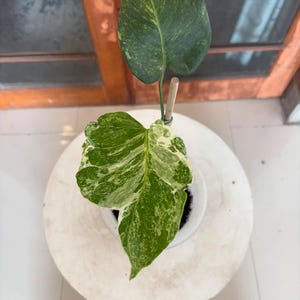 Puede incluir: Una planta de interior en maceta blanca, con hojas grandes y abigarradas en verde y blanco. La planta está sostenida por una estaca de madera. La maceta está sobre una superficie blanca.