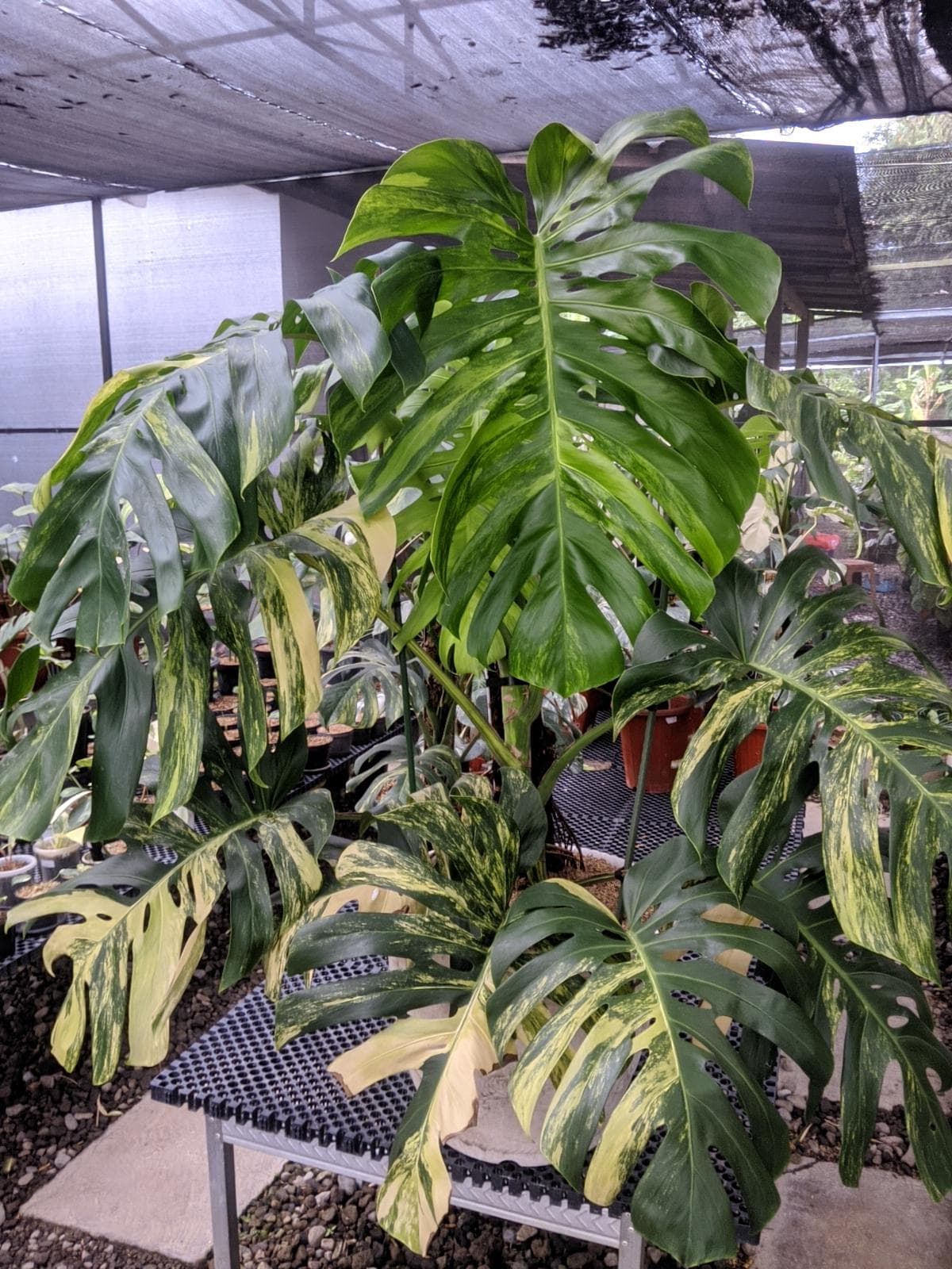 Monstera Aurea Large Form - Etsy Ireland