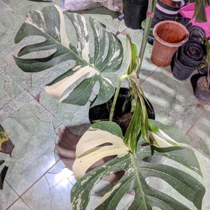 May include: A potted Monstera plant with large, green leaves featuring white variegation. The leaves have distinctive splits and holes, with some leaves showing more white than green. The plant is in a black pot, with other pots visible in the background.