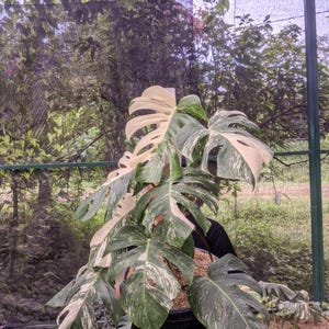 May include: A large potted Monstera plant with variegated leaves, featuring patches of white and green. The plant is held in a black pot, with a backdrop of lush greenery and a shaded structure.