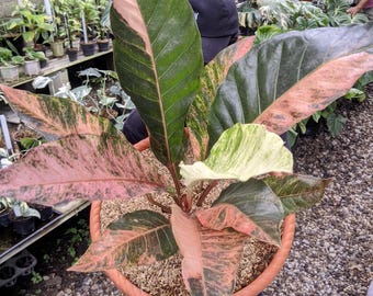 Anthurium Hookeri Red Diamond Variegated King Size Verklig bild Mycket vacker