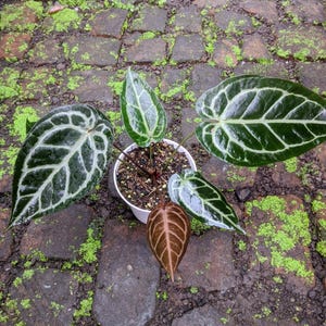 Puede incluir: Una planta de Anthurium en maceta con hojas grandes de color verde oscuro con prominentes vetas blancas. La planta tiene varias hojas, incluyendo una con un tono marr&oacute;n rojizo. La maceta es blanca y la planta est&aacute; sobre una superficie de ladrillo.