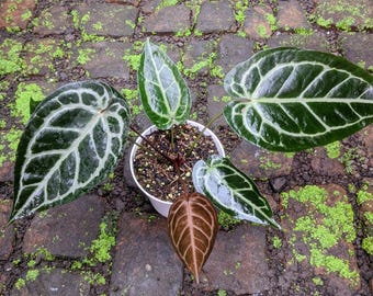 Anthurium Zara x MichelleVariegated Mutation Very Beauty Real Picture