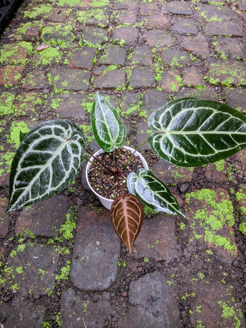Puede incluir: Una planta de Anthurium en maceta con hojas grandes de color verde oscuro con prominentes vetas blancas. La planta tiene varias hojas, incluyendo una con un tono marr&oacute;n rojizo. La maceta es blanca y la planta est&aacute; sobre una superficie de ladrillo.
