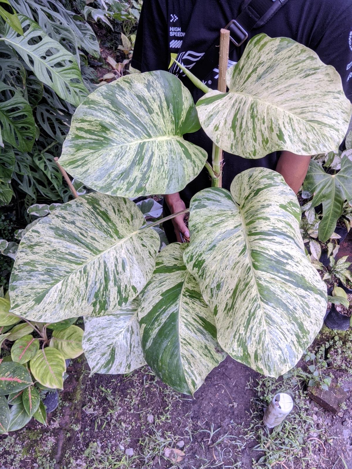 Variegated philodendron giganteum - Etsy 日本