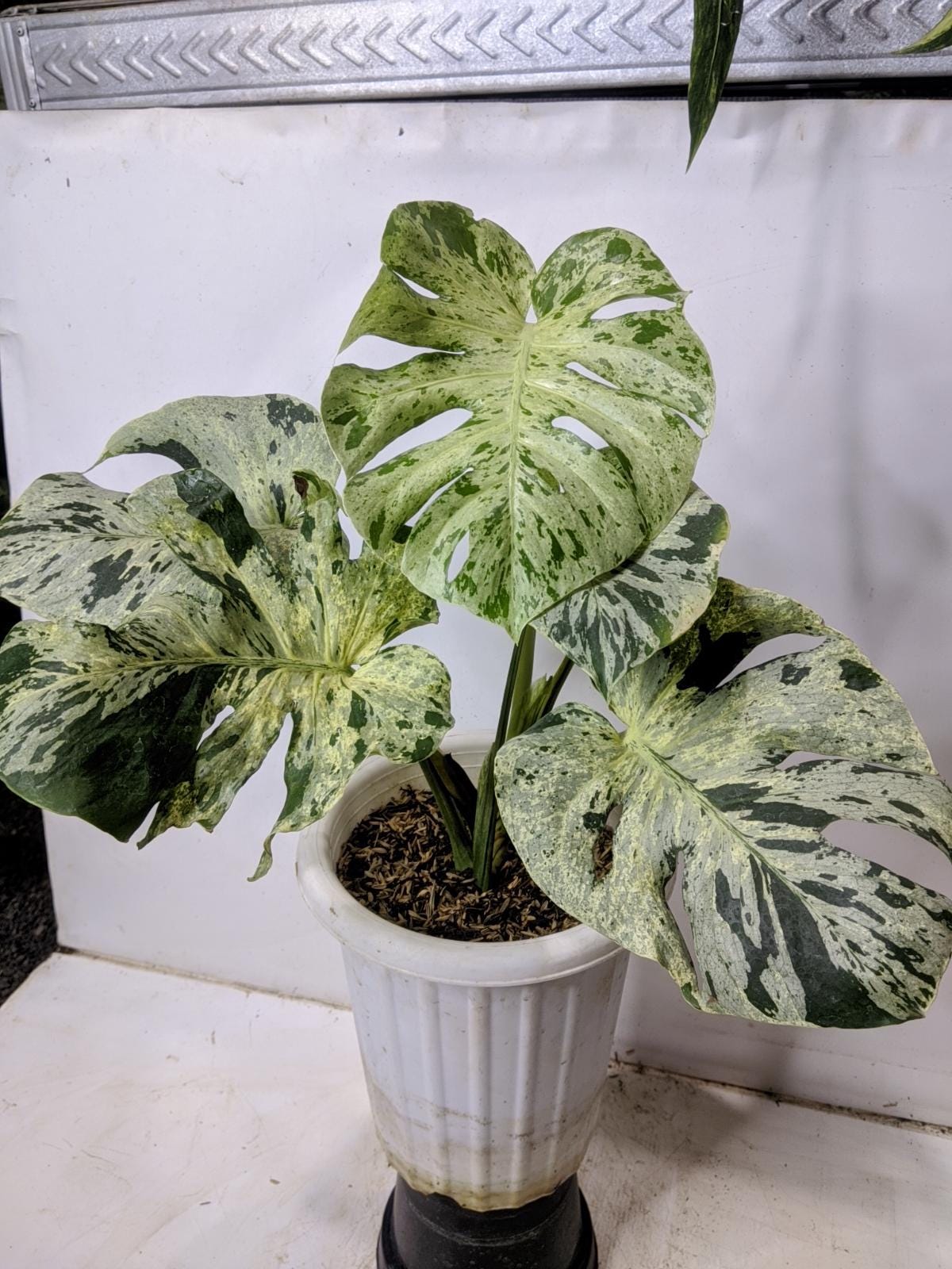 Bulbasaur monstera - Etsy 日本