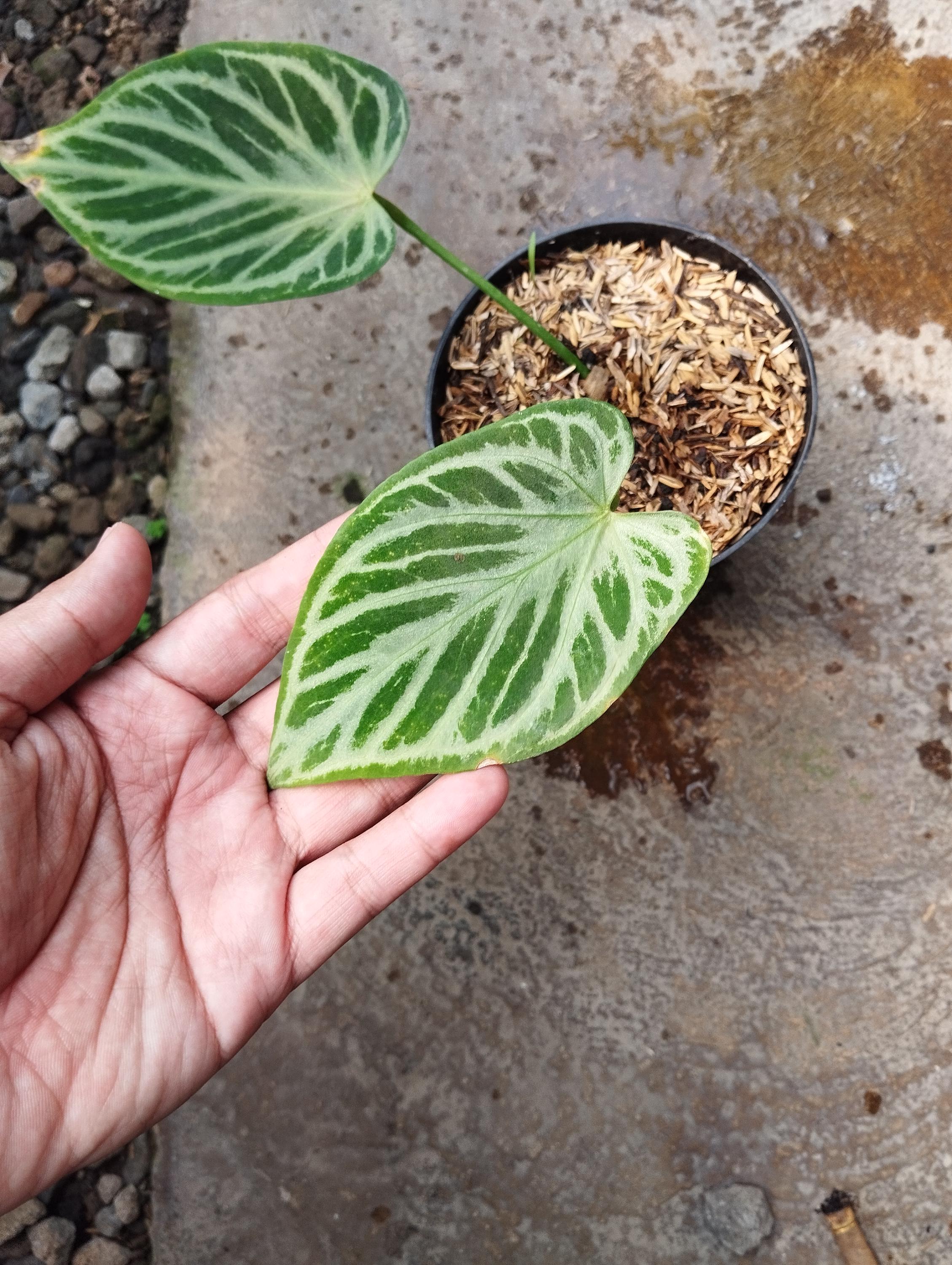 アンスリウム　シルバータイガー Keita | 🐯 Anthurium 'Silver Tiger'(clone) 🐯 その名の通り
