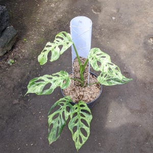 May include: A potted Monstera adansonii plant with variegated green and white leaves. The plant is in a black pot and supported by a white cylinder structure. The leaves have unique hole patterns.