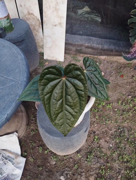 Anthurium Bvit X Luxurian Variegated Real Picture - Etsy Israel