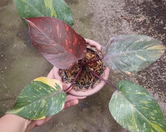 May include: A potted Philodendron plant with large, variegated leaves. The leaves are a mix of green, yellow, and red. The plant is in a light-coloured pot, showcasing its vibrant foliage.