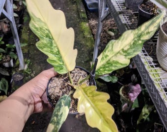 Filodendro Keris Caramel Marble variegado de Real Pict, muy bello y saludable.