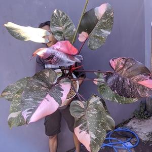 May include: A large potted plant with striking pink and green variegated leaves. The plant has a prominent stem and is held by a person. The leaves display a mix of dark green, light green, and pink hues, creating a visually appealing contrast.