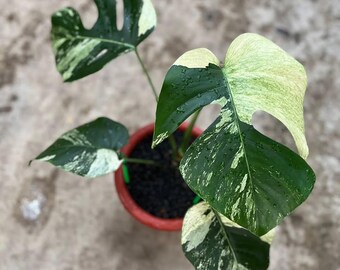 Monstera Jungle Mint Variegated 4 Zostaw prawdziwe zdjęcie