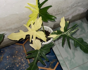 Echte Pict Philodendron Golden Dragon variiert sehr Schönheit Luxus Pflanze