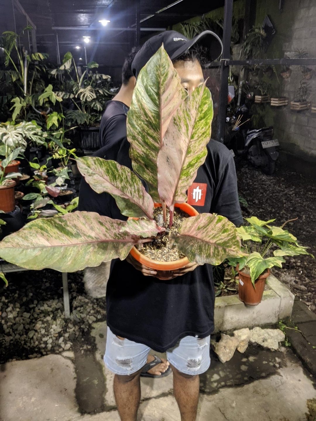 Anthurium Hookeri Pink Diamond Variegated Big Size Real Picture