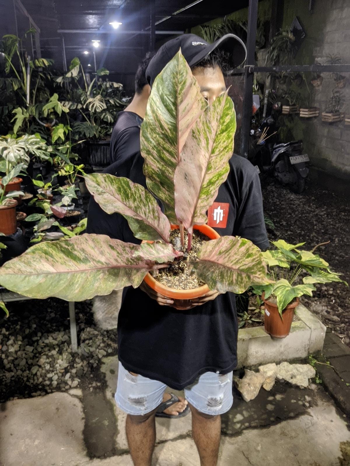 Pink Variegated Anthurium Hookeri - Etsy