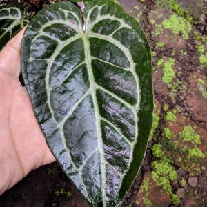 Puede incluir: Primer plano de una gran hoja verde oscuro de Anthurium crystallinum con prominentes vetas blancas. La hoja se sostiene en una mano, mostrando su textura brillante y su intrincado patr&oacute;n. Otras hojas de la planta son visibles en el fondo.
