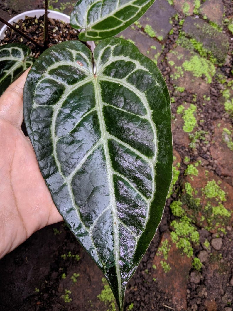 Puede incluir: Primer plano de una gran hoja verde oscuro de Anthurium crystallinum con prominentes vetas blancas. La hoja se sostiene en una mano, mostrando su textura brillante y su intrincado patr&oacute;n. Otras hojas de la planta son visibles en el fondo.