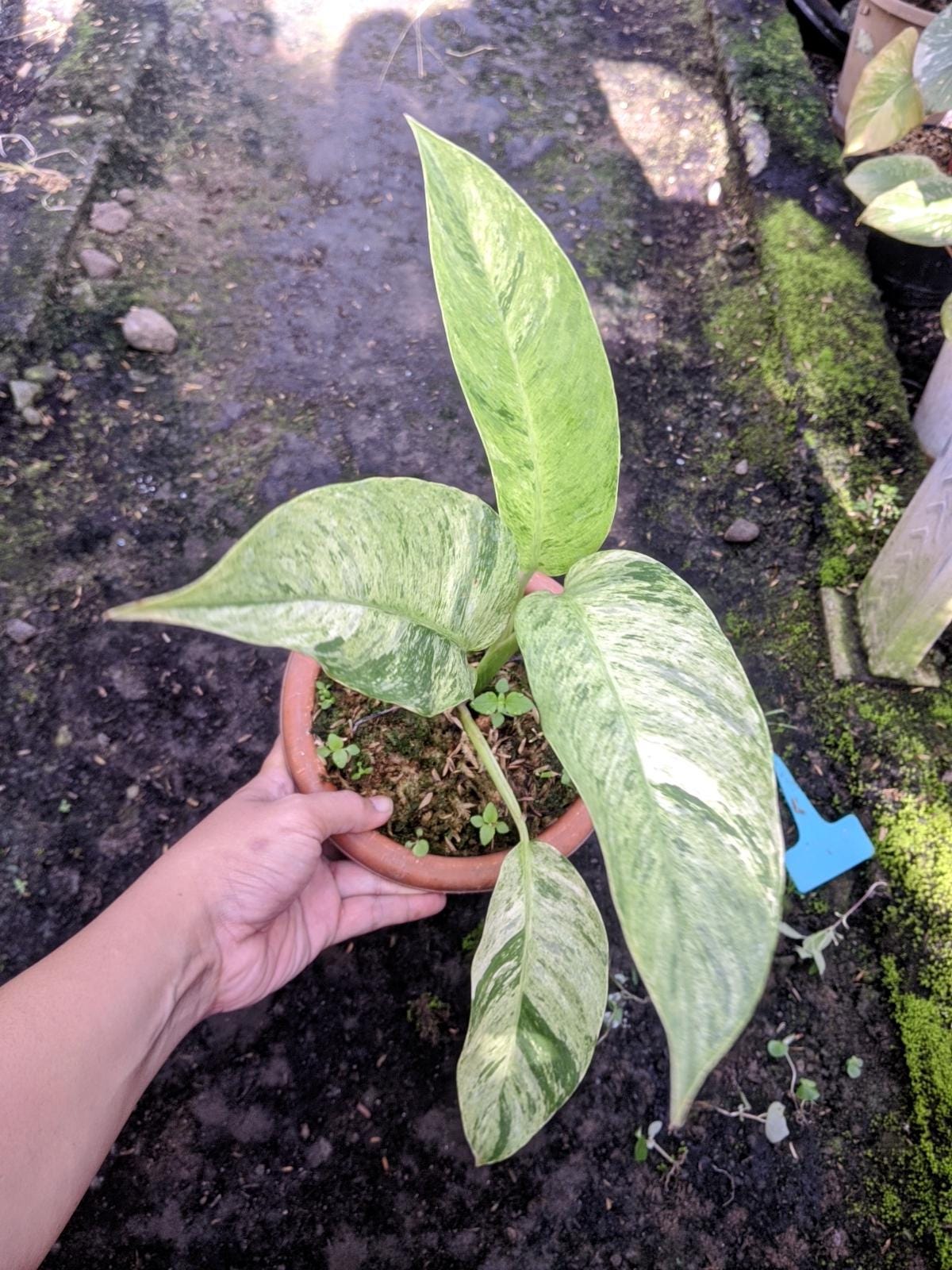 Epipremnum giganteum variegated - Etsy 日本