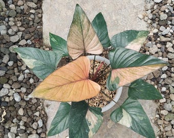 ホマロメナ ピンクダイヤモンド 斑入り (M) - Etsy 日本