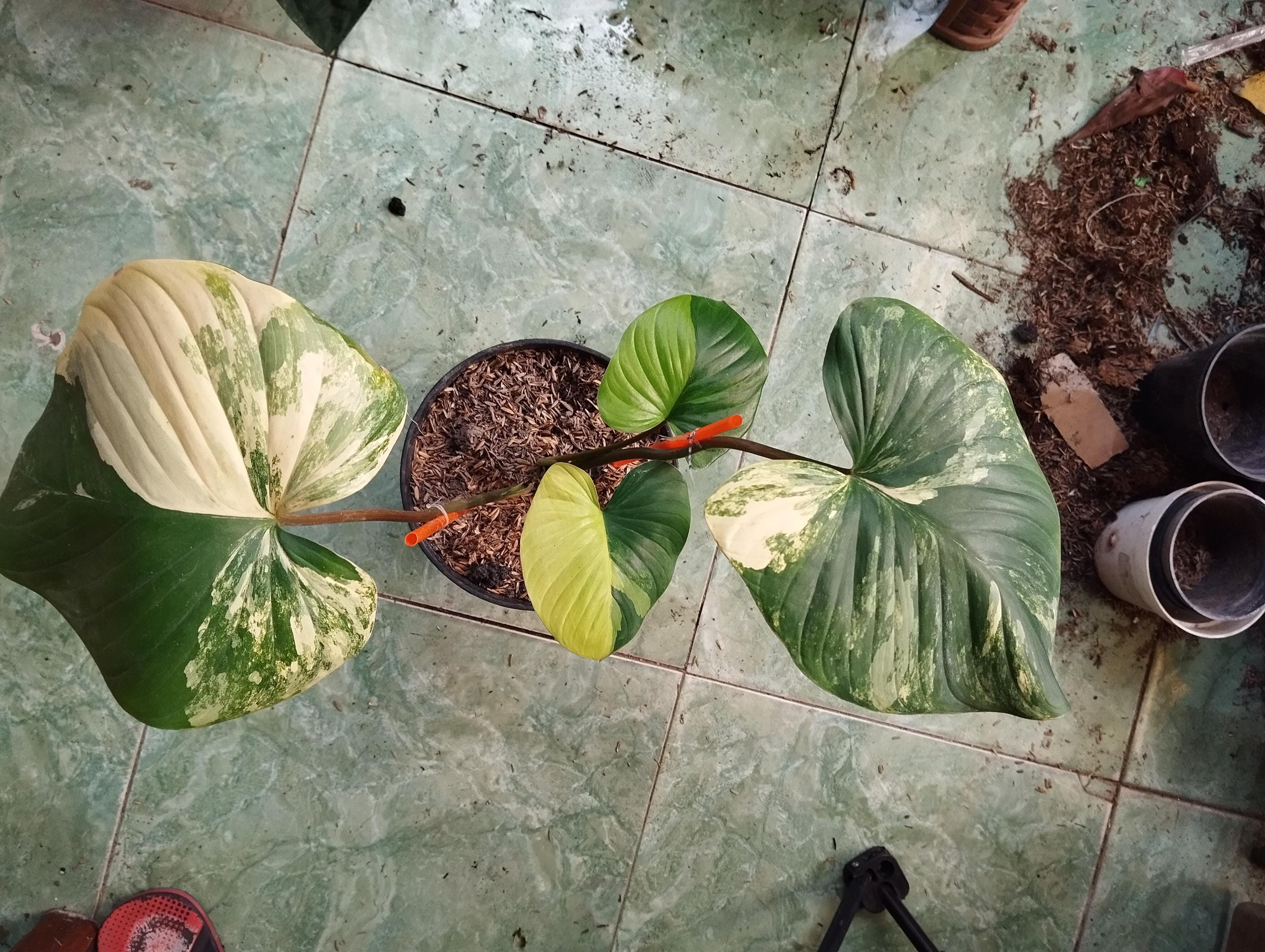 8月中セール★ 斑入り ホマロメナ homalomena rubescens ホマロメナ ルベスケンス ミント斑入り | AQUASHOP つきみ堂