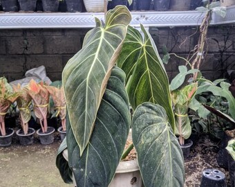 photos of rubber tree Ficus elastica 'Burgundy' (Rubber Tree)