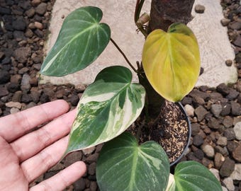 May include: Close-up of a potted plant with large, heart-shaped leaves. The leaves display a mix of green, white, and yellow variegation. The plant is set against a background of small, dark pebbles and a concrete surface.
