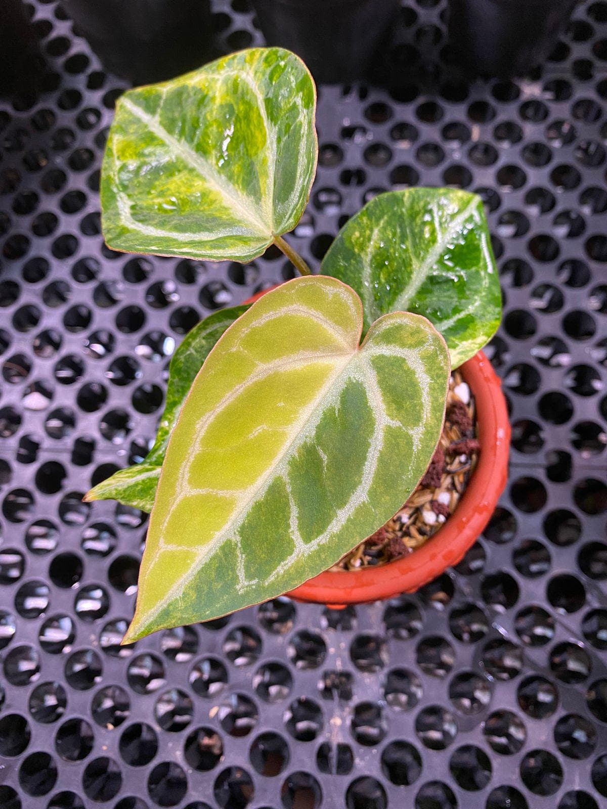 Anthurium crystallinum red - Etsy 日本