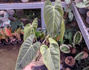 May include: A potted Philodendron Melanochrysum plant with large, heart-shaped leaves. The leaves are a deep green with prominent, light-colored veins. The plant is in a black plastic pot, surrounded by other plants in a nursery setting.