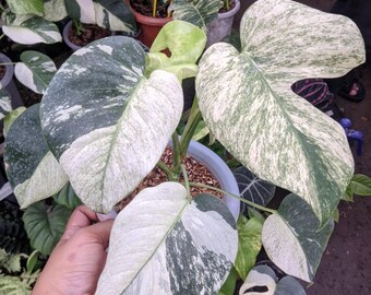 Monstera Jungle Mint Variegated Bardzo piękna luksusowa roślina Prawdziwe zdjęcie
